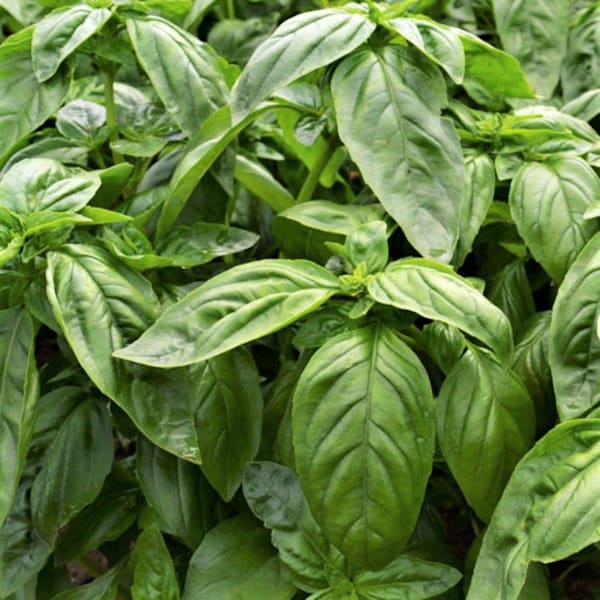 Italian Large-Leaf Basil Seeds | For Planting Extra-Large Broadleaf Genovese Pesto Napolitano Garden Herb Seed For 2024 Season Fast Shipping