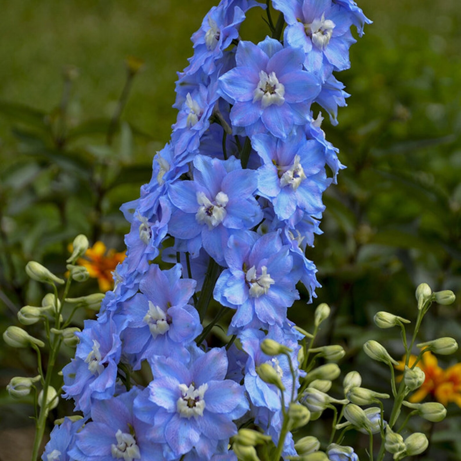 Light Blue Rocket Larkspur Seeds Delphinium Consolida NON Etsy