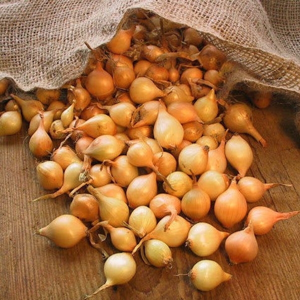 Yellow Stuttgarter Onion Sets (Bulbs) | For Planting Garden Sweet Transplants Day Neutral Set Storage Onions Seed 2024 Season Fast Shipping