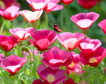Semi di papavero californiano carminio / rosa rosa viola papaveri rossi cervo resistente alla siccità resistente ai semi di fiori ornamentali per il 2024 spedizione veloce