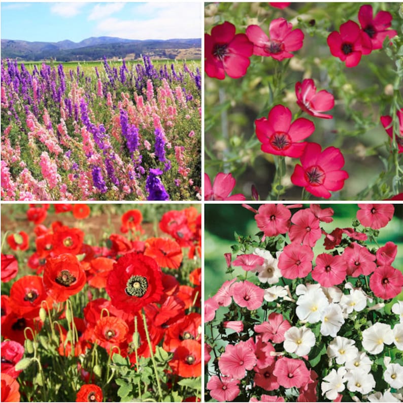 Birds, Bees, Butterflies Pollinator Mix Flower Seeds 22 Species Variety Fragrant Color Annual Perennial Flowers Seed 2024 Fast Shipping image 5