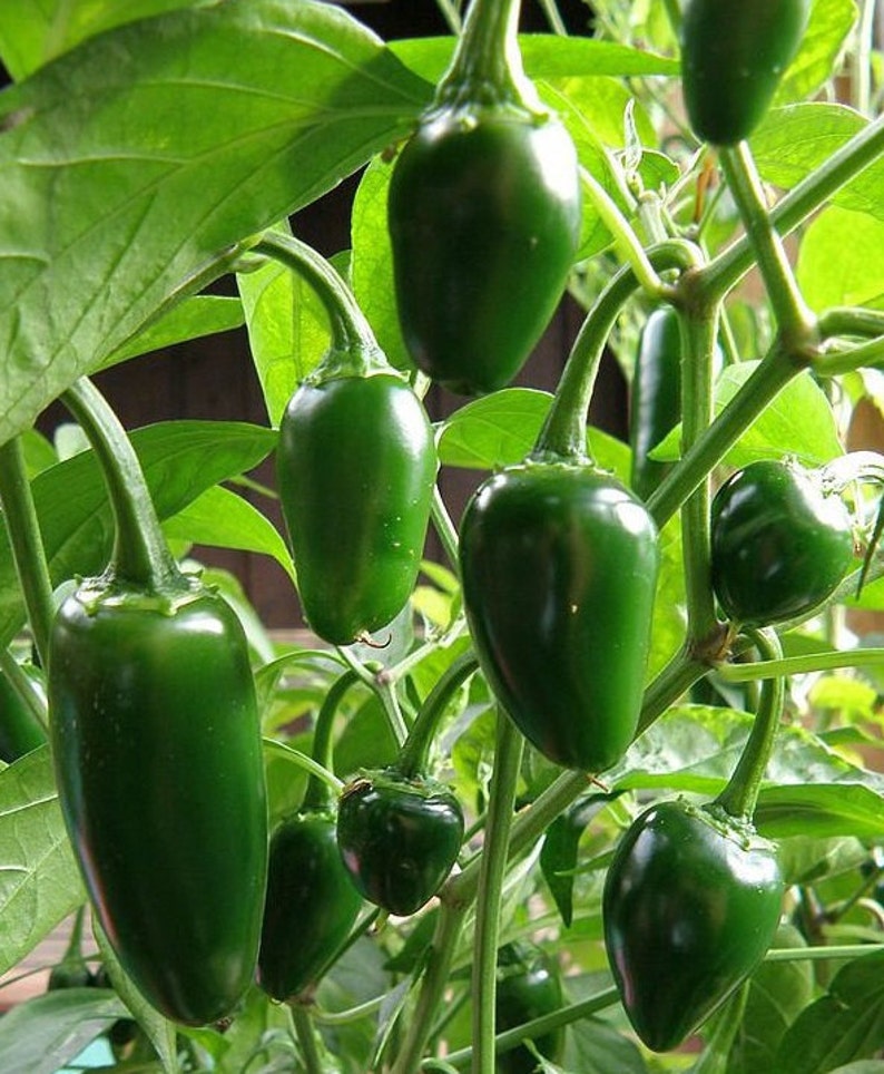 Jalapeno M Pepper Seeds 8000 Scoville Medium Hot Dark Green Etsy