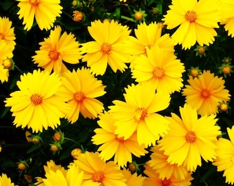 15 Giant Yellow Coreopsis Seeds-1055 - Etsy