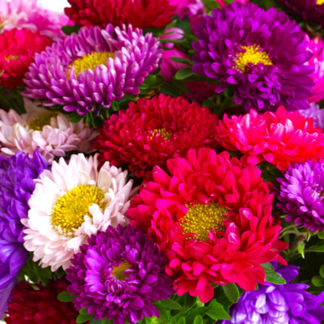 Powder Puff Mix China Aster Seeds Callistephus Chinensis Annual Daisy Asian Pollinator Garden