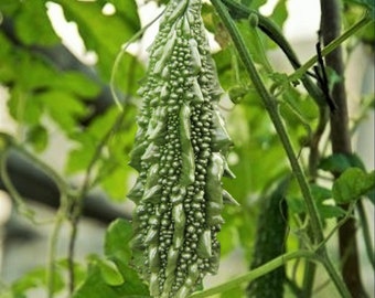 Black Pearl Bitter Melon Seeds | Indian Bitter Gourd Karela Balsam Pear Fu Qua F1 Garden Asian Vegetable Seed For 2024 Season Free Shipping