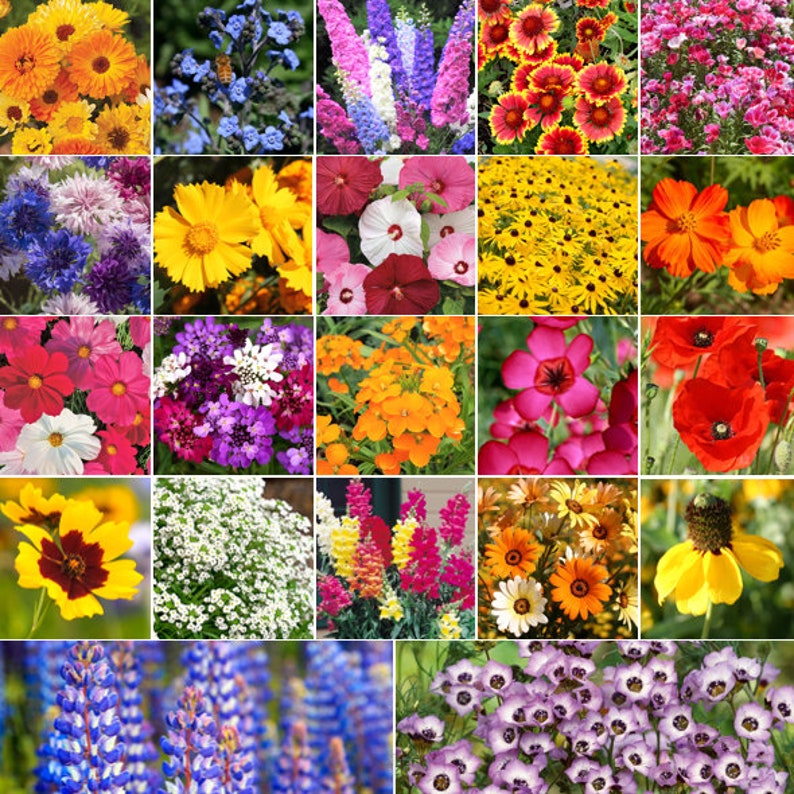 Birds, Bees, Butterflies Pollinator Mix Flower Seeds 22 Species Variety Fragrant Color Annual Perennial Flowers Seed 2024 Fast Shipping image 1