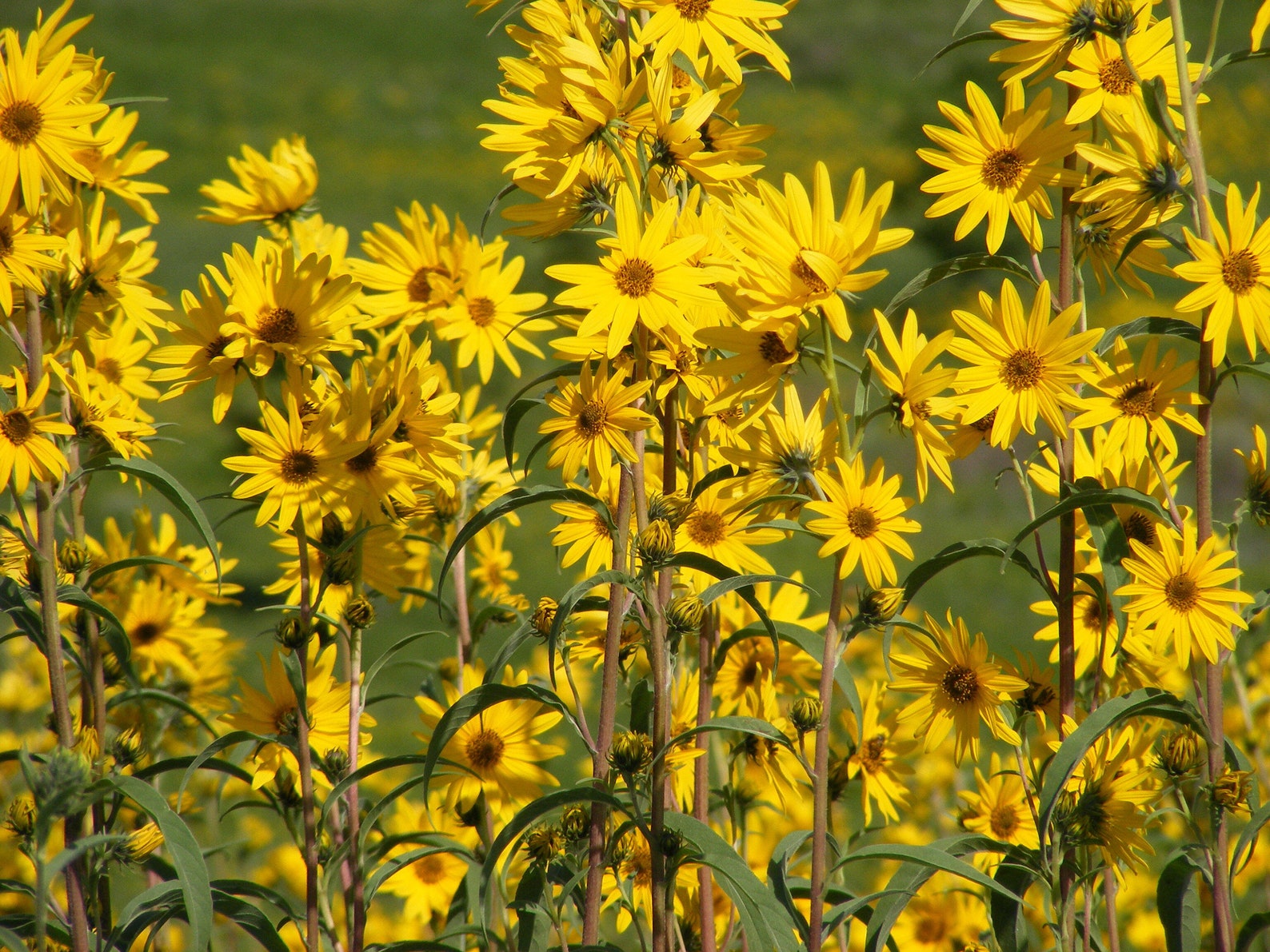 Maximilian Sunflower Seeds Prairie Sun Flower Yellow Perennial Wildflower Drought Tolerant Deer