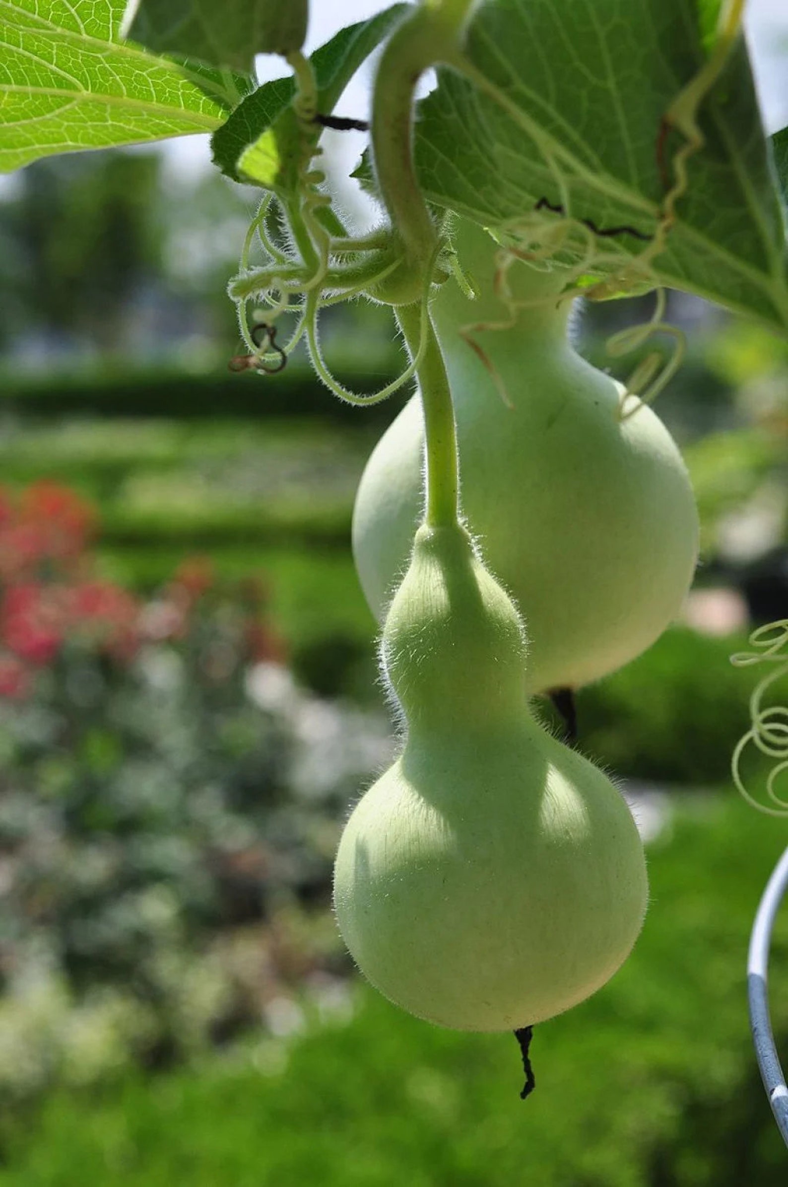 Birdhouse Gourd Seeds US Garden Asian Bottle Calabash Chinese Etsy