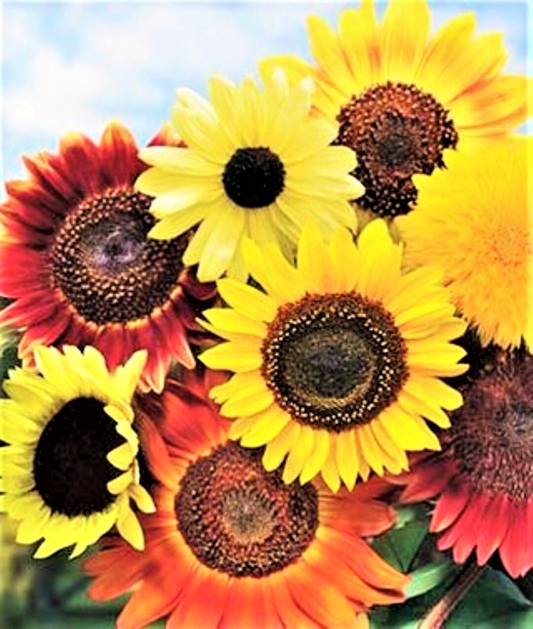 8 Species Mix Variety Pack Sunflower Seeds Fresh Selection Sun Flower