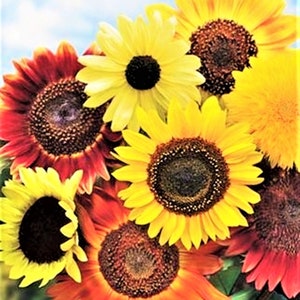 8 Species Mix Variety Pack Sunflower Seeds | Fresh Selection Sun Flower Seed Assortment NonGMO Heirloom Garden For 2024 Season Fast Shipping