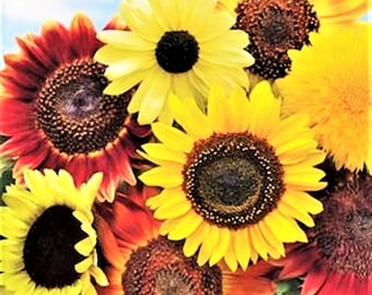 8 Species Mix Variety Pack Sunflower Seeds | Fresh Selection Sun Flower Seed Assortment NonGMO Heirloom Garden For 2024 Season Fast Shipping