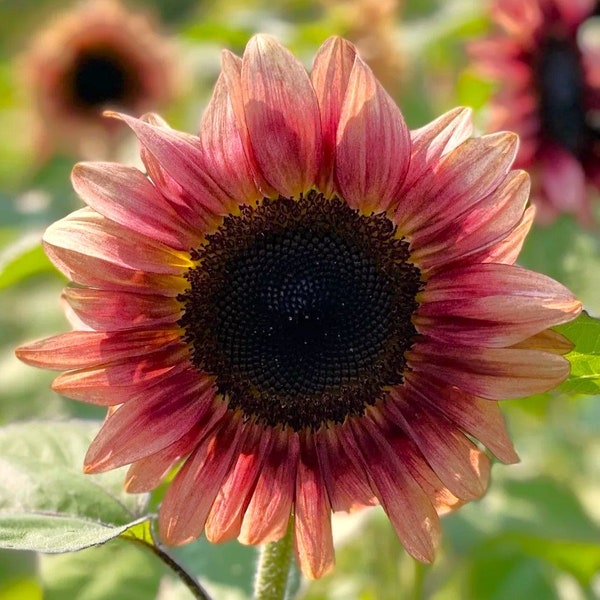ProCut Ruby Eclipse Sunflower Seeds | Pink Sunflowers Pollenless Purple Red Branching Flower PVP Garden Seed For 2024 Season Fast Shipping
