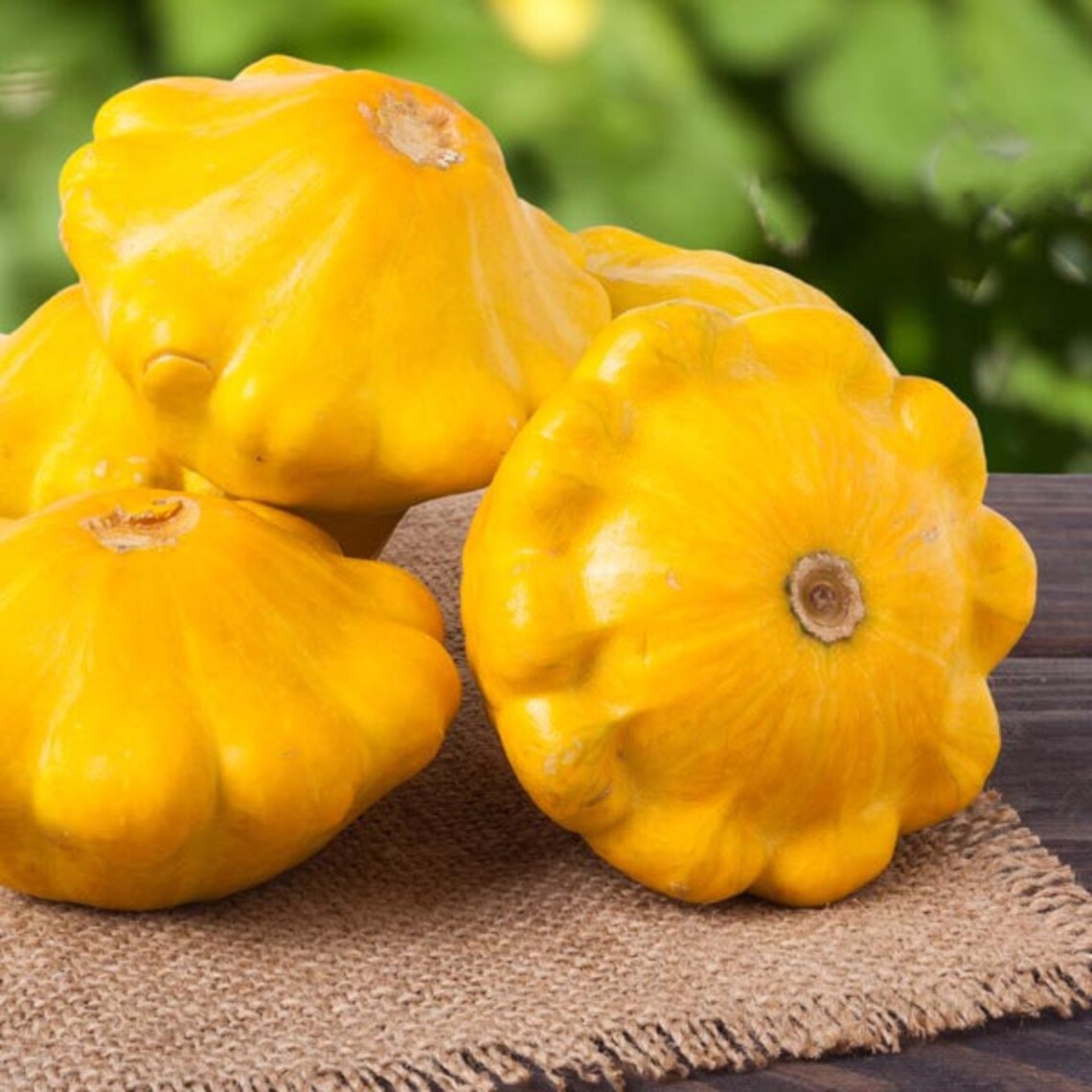 Sunburst Yellow Patty Pan Bush Scallop Squash Seeds Summer Etsy