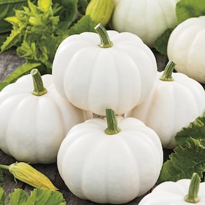Baby Boo Pumpkin Seeds | Mini White Pumpkins Jack Be Little Fall Decoration Squash Untreated Gourd Vegetable Seed 2024 Season Fast Shipping