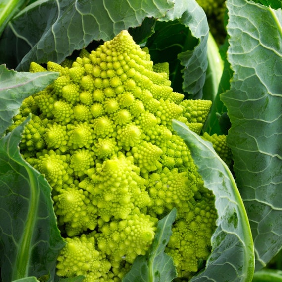 Romanesco: 25 Cool Roman Dialect Words You Should Use in Rome