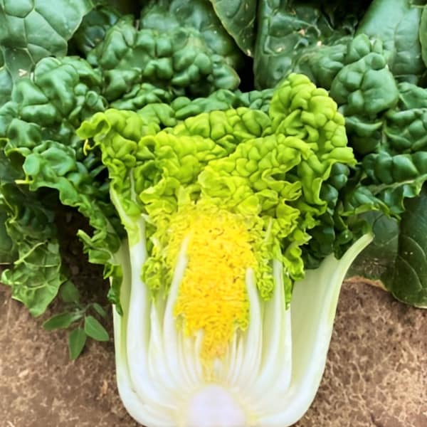 Golden Heart Pak Choy Samen | Gelb Grün Pok Pak Choi Cantonese Cabbage Weiß Stengel USA Asiatisch Gemüsesamen Für Saison 2024 Schneller Versand