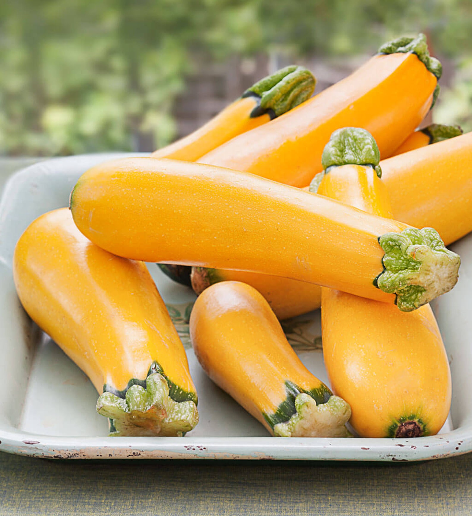 Golden Zucchini Seeds Heirloom Yellow Zucchini Summer Squash Etsy Ireland