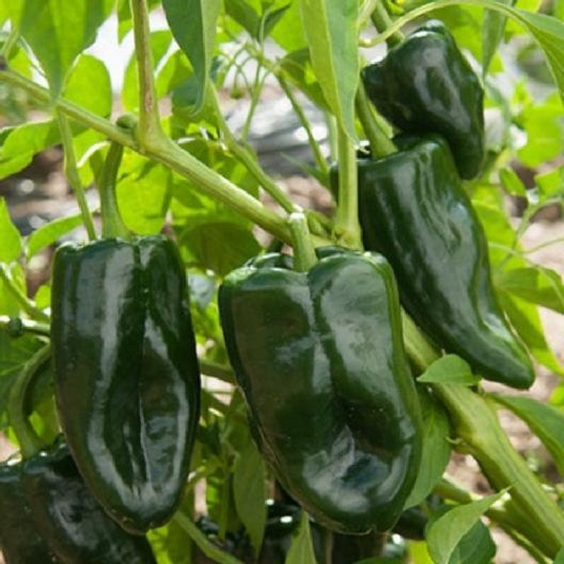 Poblano Pepper Seeds ancho Chile 2000 Scoville Dark Green Etsy