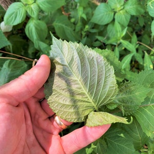 Korean Perilla Shiso Seeds Kaennip Sesame Beefsteak Leaf Green Purple Basil Mint Herb Asian Vegetable Seed For 2024 Season Fast Shipping image 3