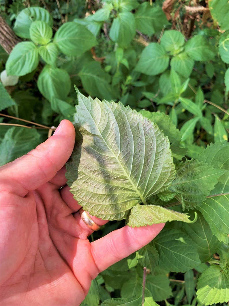 Korean Perilla Shiso Seeds Kaennip Sesame Beefsteak Leaf Green Purple Basil Mint Herb Asian Vegetable Seed For 2024 Season Fast Shipping image 3