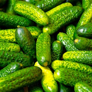 Parisian Gherkin Cucumber Seeds French Cornichon Baby Cucumbers Pickle Mini Kirby F1 Hybrid Vegetable Seed For 2024 Season Fast Shipping image 8