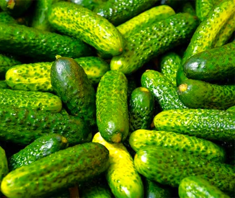 Parisian Gherkin Cucumber Seeds French Cornichon Baby Cucumbers Pickle Mini Kirby F1 Hybrid Vegetable Seed For 2024 Season Fast Shipping image 8