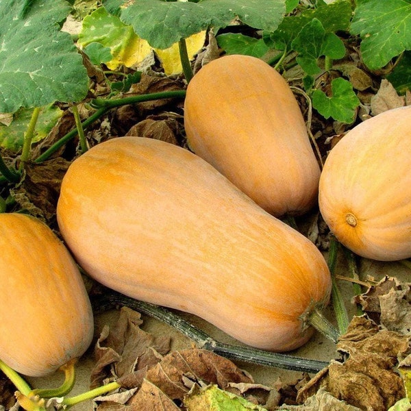 Waltham Butternut Squash Seeds | AAS Winner Gramma Spaghetti Acorn Pumpkin Winter Fall Garden Vegetable Seed For 2024 Season Fast Shipping