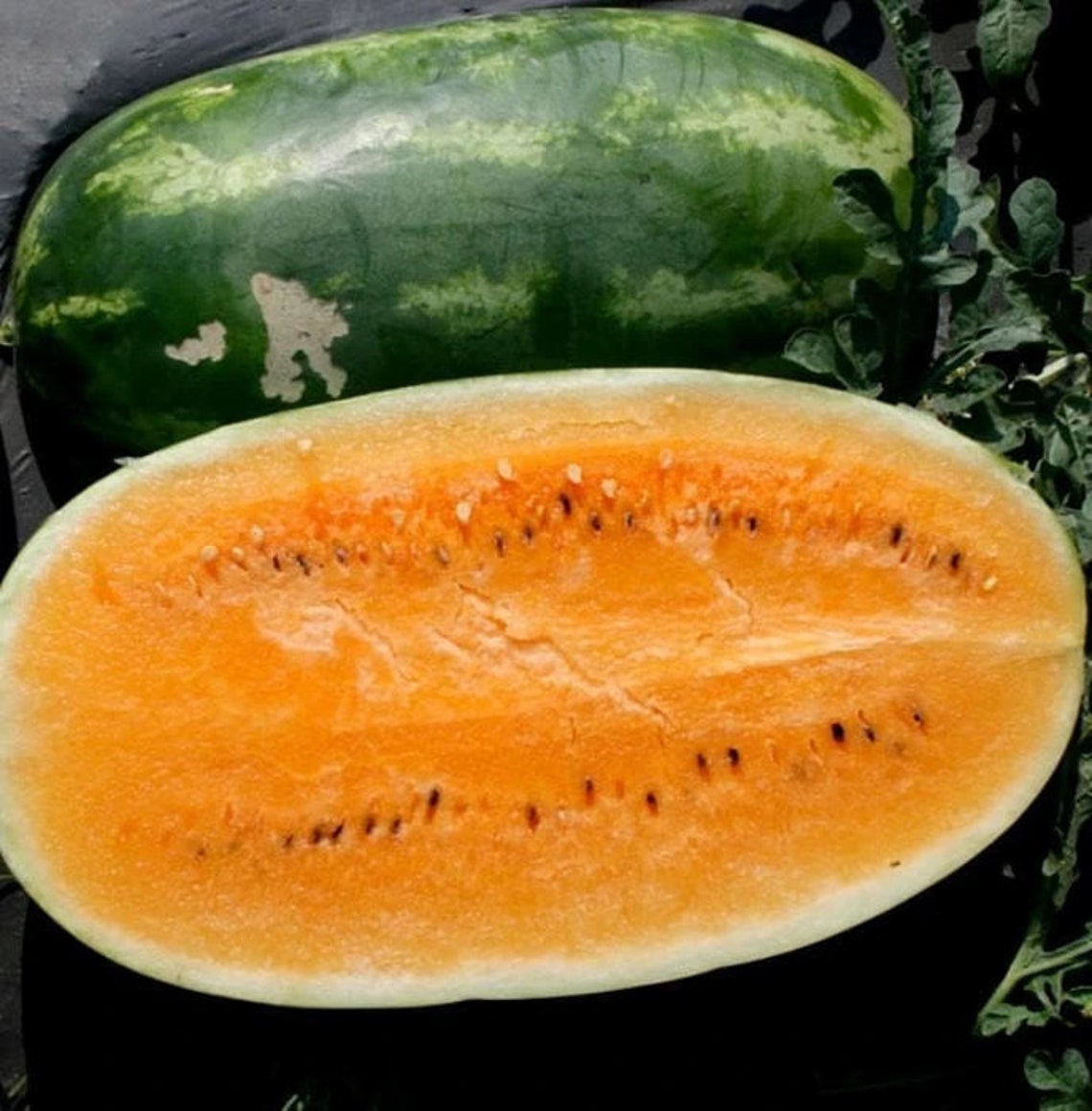Tendersweet Orange Watermelon Seeds Non GMO Heirloom USA Etsy