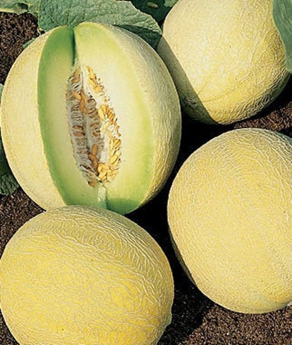 Rocky Ford Green Cantaloupe Seeds USA Muskmelon Honeydew Etsy