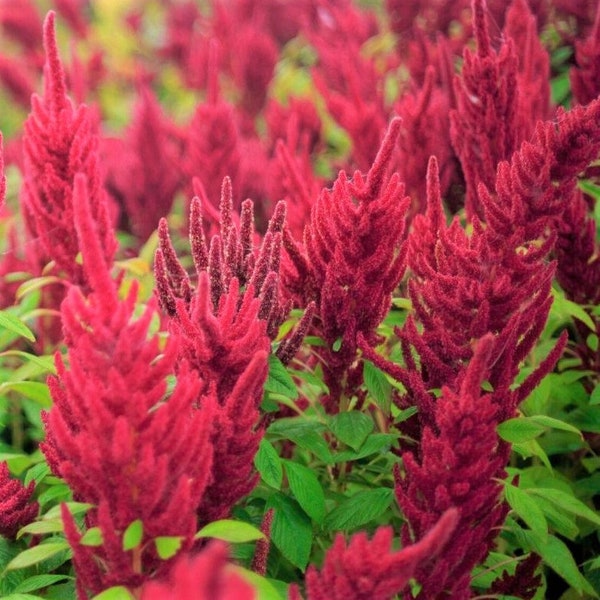 Red Garnet Amaranth Seeds | Ornamental Plant Leaf Vegetable Herb Flower Pink Crimson Maroon Purple Seed For 2024 Season Free Shipping