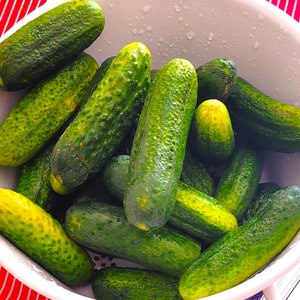 Parisian Gherkin Cucumber Seeds French Cornichon Baby Cucumbers Pickle Mini Kirby F1 Hybrid Vegetable Seed For 2024 Season Fast Shipping image 5