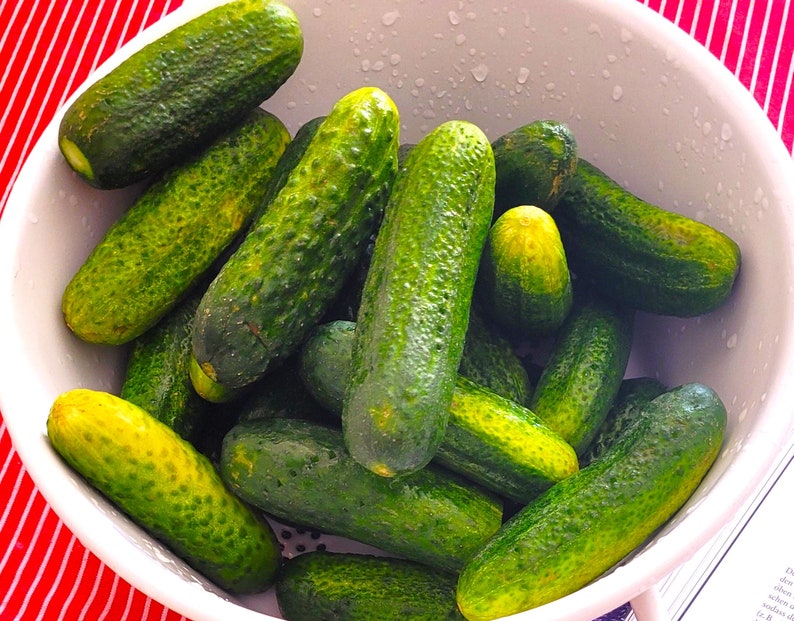 Parisian Gherkin Cucumber Seeds French Cornichon Baby Cucumbers Pickle Mini Kirby F1 Hybrid Vegetable Seed For 2024 Season Fast Shipping image 5