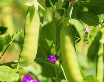 Dwarf Grey Sugar Pod Snow Pea Seeds | Pisum sativum USA Garden Vegetable Asian Snap Peas Green Bean Seed NonGMO 2023 Season Fast Shipping