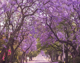 Jacaranda Purple Tree Seeds | Jacaranda Mimosifolia Black Poui Blue Lavender Flowers Tropical Plant Tree Seed For 2024 Season Fast Shipping