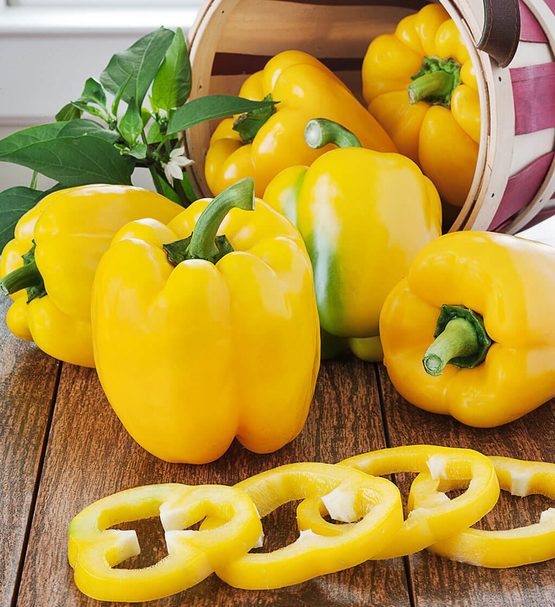 Golden California Wonder Sweet Bell Pepper Seeds / Organic Non Etsy