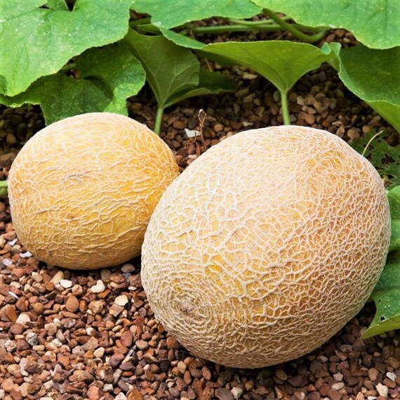 Honey Rock Cantaloupe Seeds Cucumis Melo Orange Muskmelon Etsy