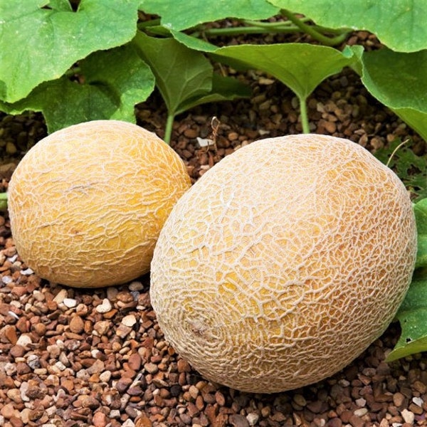 Honey Rock Cantaloupe Seeds | Cucumis Melo Orange Muskmelon Sweet Melon Canteloupe Heirloom Garden Fruit Seeds For 2024 Season Fast Shipping