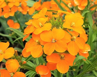 Graines de giroflée de Sibérie | Erysimum Cheiri Cheiranthus Allionii fleurs d'oranger printemps biennale graines de fleurs sans OGM 2024 saison expédition rapide