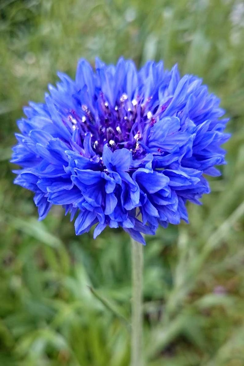 Blue Bachelor Button Seeds Tall Blue Cornflower USA Garden Etsy