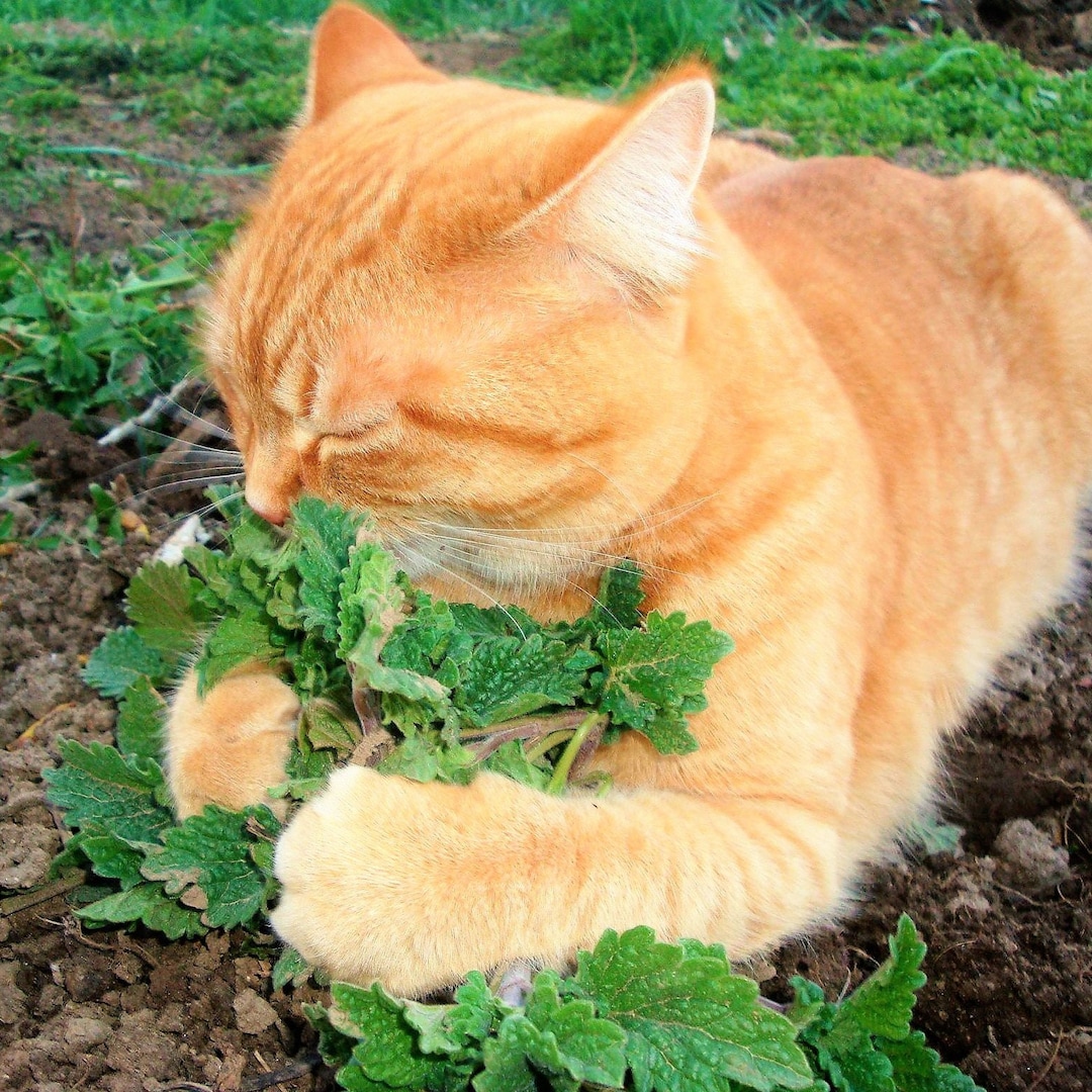 Fresh Catnip Seeds Nepeta Cataria Cat Nip Toy Catswort Catwort Catmint Garden Vegetable Heirloom