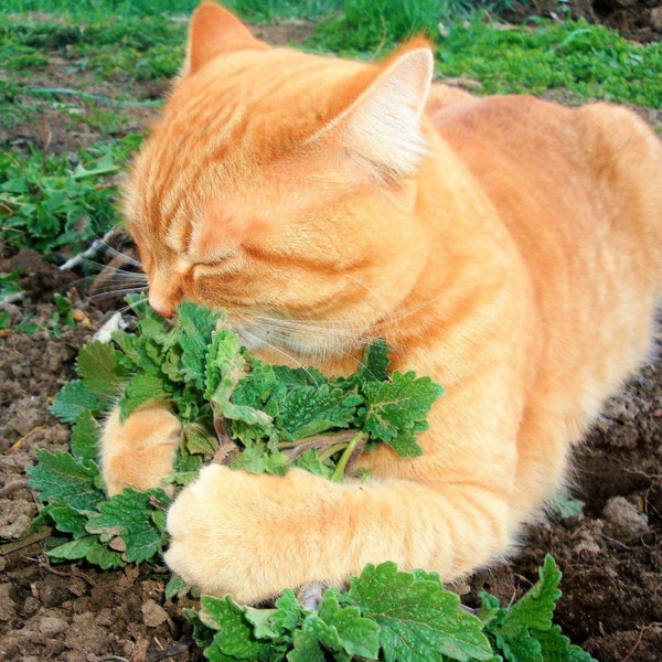 Fresh Catnip Seeds | Nepeta Cataria Cat Nip Toy Catswort Catwort Catmint Garden Vegetable Heirloom Herb Seed For 2024 Season Fast Shipping