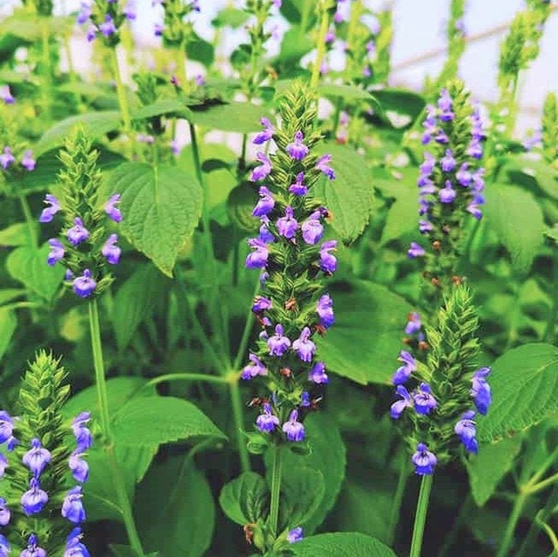 Chia Seeds Salvia Hispanica Herb Seed Purple White Flowers Mint Pseudocereal Plant Growing Seed Non GMO 2024 Season Fast Shipping image 1