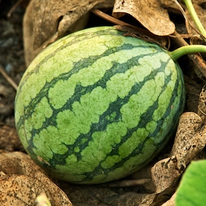 Crimson Sweet Watermelon Seeds | AAS Winner Light Green Dark Striped Large Melon Juicy Red Flesh Garden Fruit Seed 2024 Season Fast Shipping