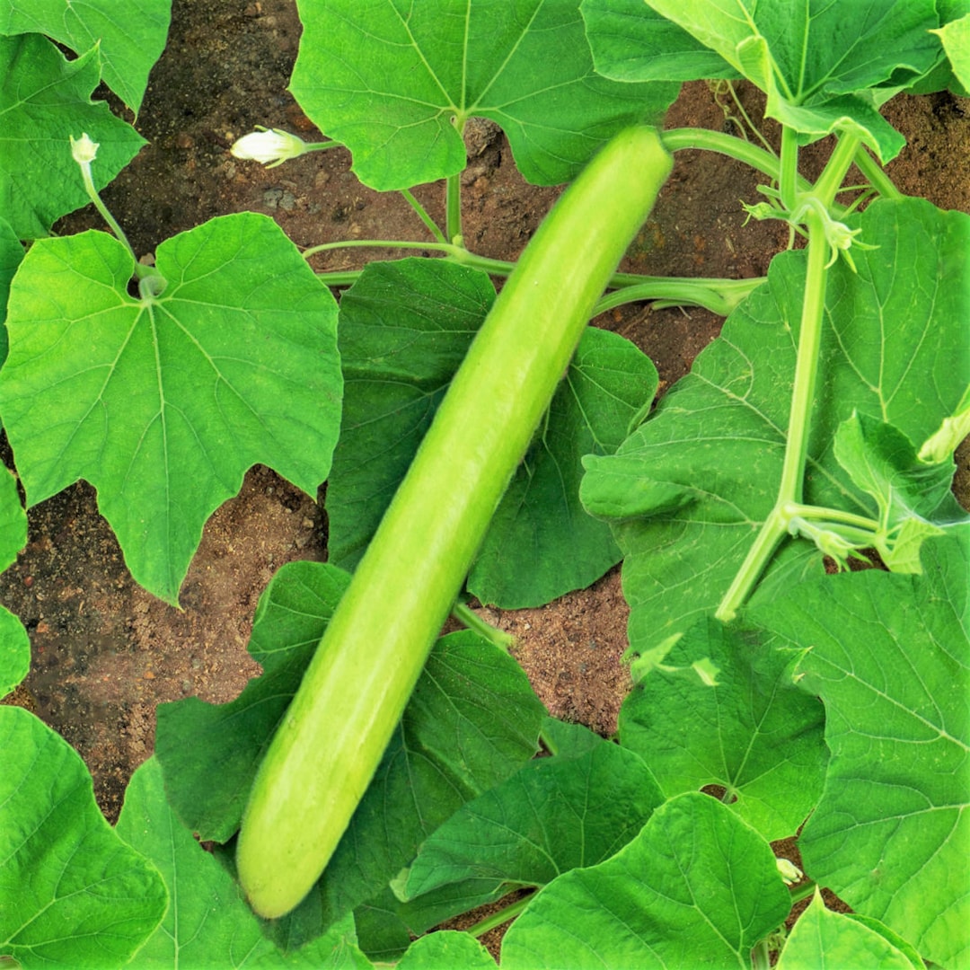 Big Green Sausage Bottle Gourd Seeds Lagenaria Upo Opo Snake Melon Long Calabash Dudhi Lauki USA