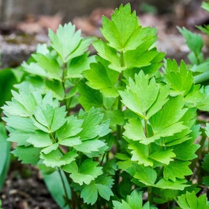 Lovage Seeds Levisticum officinalis European Magnus Celery Parsley Non GMO Heirloom Herbs Herb Garden Vegetable Seed 2024 Fast Shipping image 1