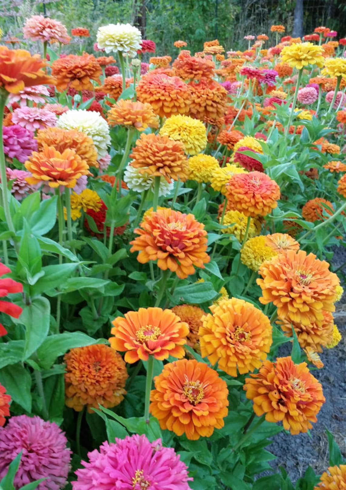 California Giant Zinnia Seeds USA Garden Flower Rainbow Etsy