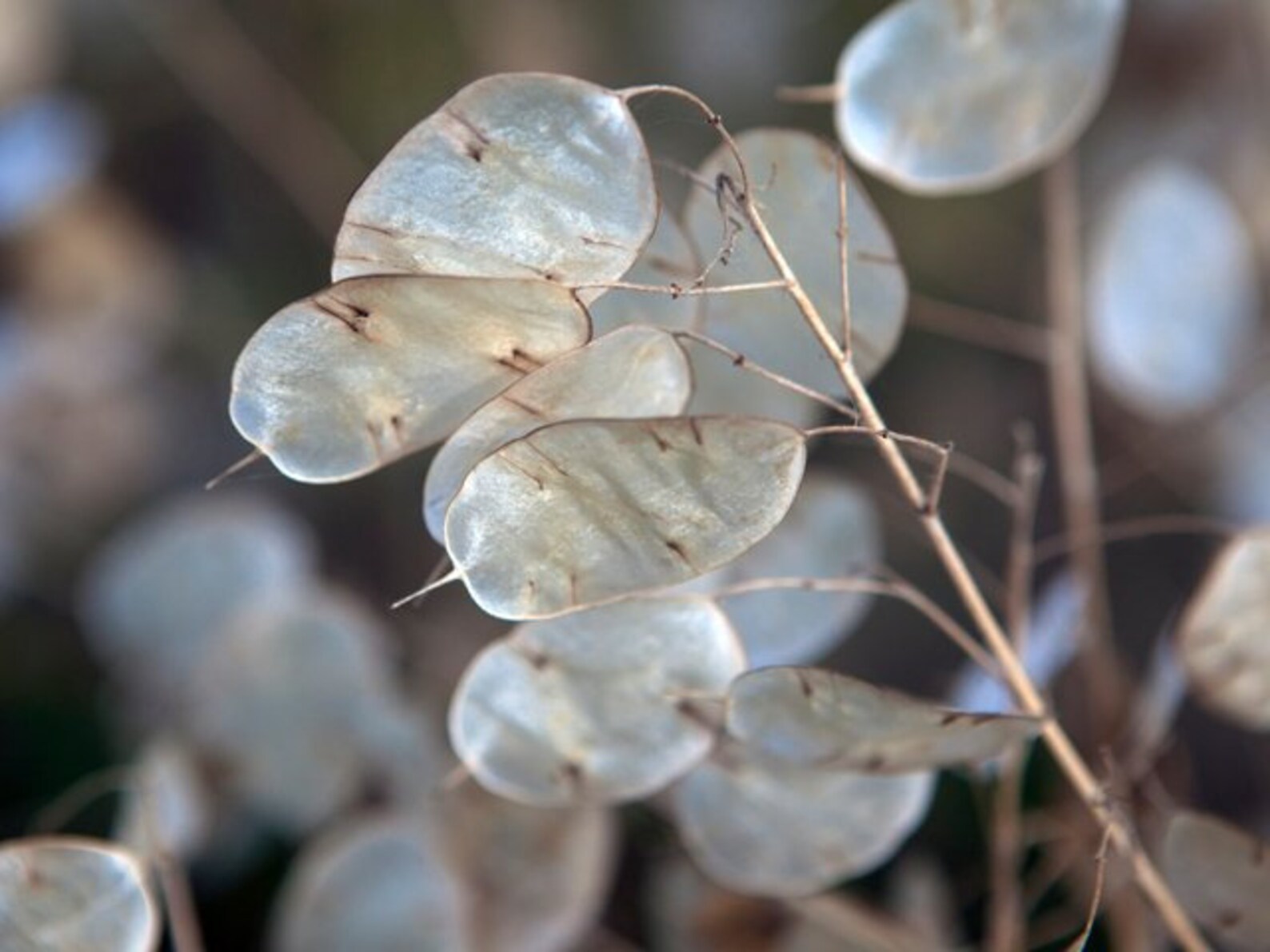 Money Plant Seeds Non GMO Heirloom USA Lunaria Annual Etsy