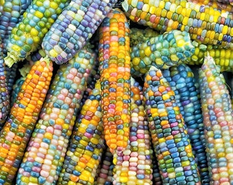 Glass Gem Ornamental Corn Seeds (Organic) | Multi Colored Translucent Rainbow Flint Maize Decorative Popcorn Calico Seed 2024 Fast Shipping