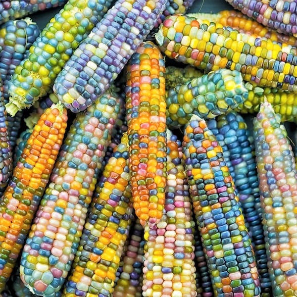 Graines de maïs ornementales Glass Gem (biologiques) | Graines de calicot décoratives multicolores en silex arc-en-ciel, maïs éclaté, 2024 expédition rapide