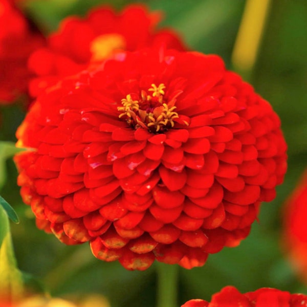 Cherry Queen Zinnia Seeds | Red Zinnia Elegans Giant Cut And Come Again Heat Tolerant Long Blooms Flower Seed For 2024 Season Fast Shipping